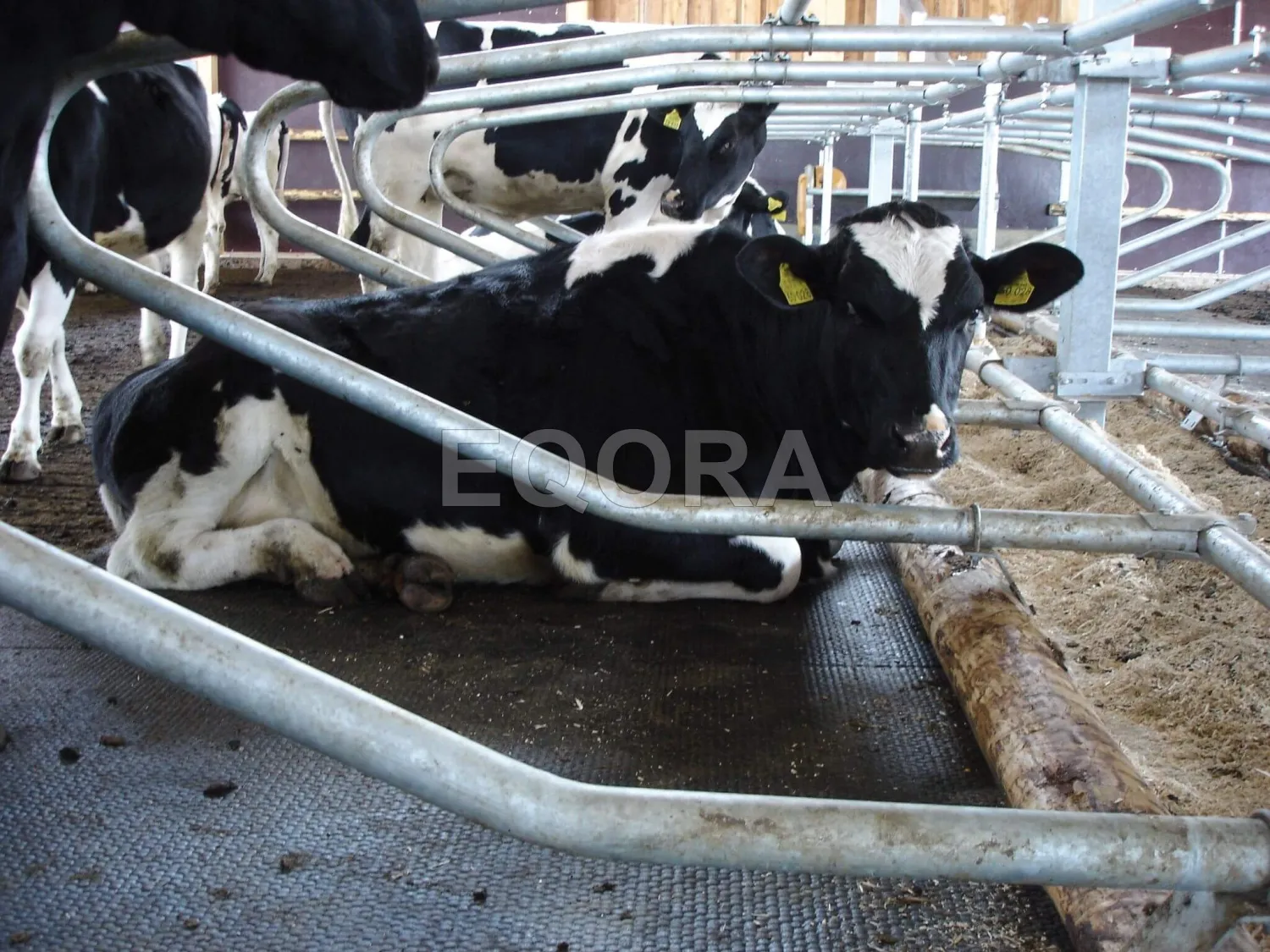 Резиновые маты из крошки для коров и КРС в Наро-Фоминске